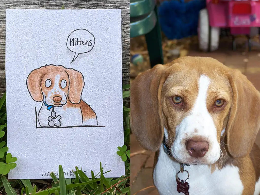 Mittens the beagle has a tan coloured coat with a white muzzle and chest.
