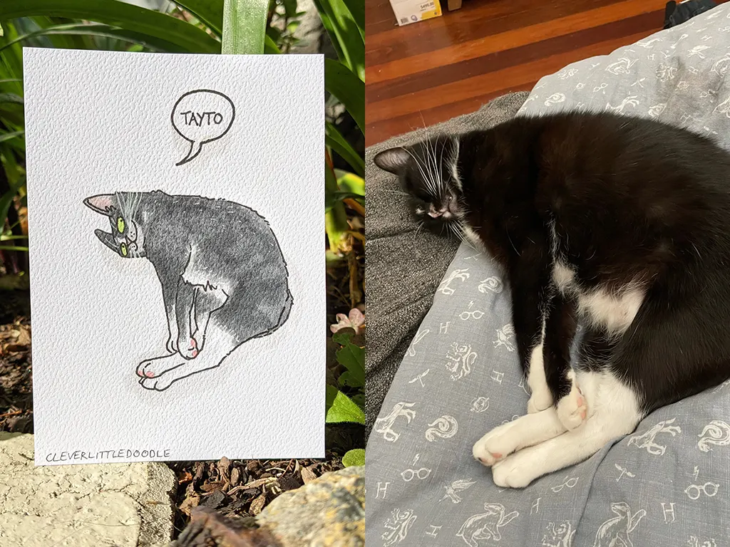 Tayto the Tuxedo cat pictured laying down relaxing. He has his eyes closed in the photo but I've drawn him with shifty eyes!